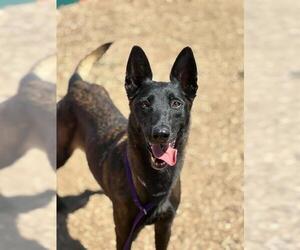 Mutt Dogs for adoption in Visalia, CA, USA