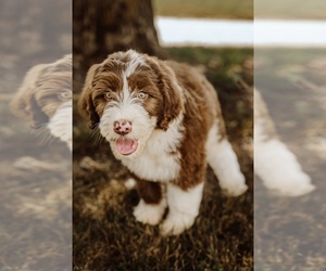 Aussiedoodle Puppy for sale in BELLFLOWER, MO, USA