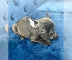 Small Photo #8 French Bulldog Puppy For Sale in NORTHBROOK, IL, USA
