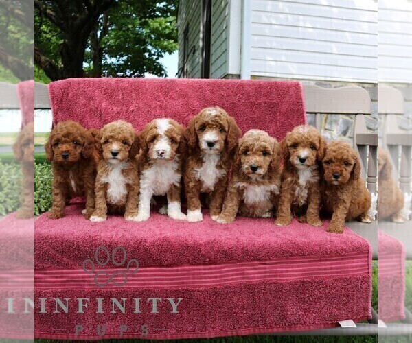 Medium Photo #2 Goldendoodle (Miniature) Puppy For Sale in EPHRATA, PA, USA