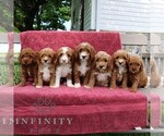 Small #1 Goldendoodle (Miniature)