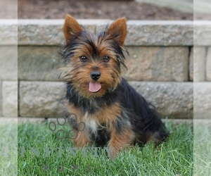 Yorkshire Terrier Puppy for sale in BIRD IN HAND, PA, USA