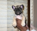 Small Photo #3 French Bulldog Puppy For Sale in WARREN, MI, USA