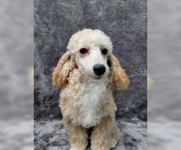 Medium Photo #1 Poodle (Toy) Puppy For Sale in Lincolnwood, IL, USA