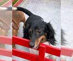Small Photo #1 Dachshund Puppy For Sale in THORP, WI, USA