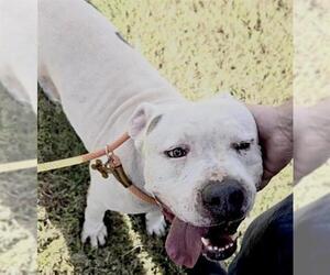 Mutt Dogs for adoption in Houston, TX, USA
