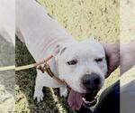 BLUE - Male Mutt Dog for Adoption - Small photo