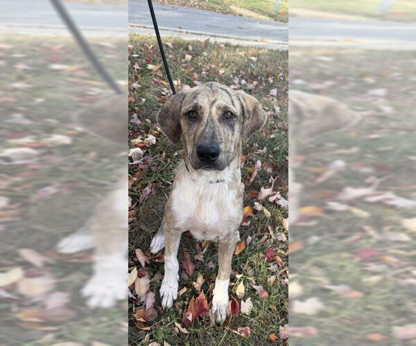 Medium Photo #1 Plott Hound Puppy For Sale in Lee's Summit, MO, USA