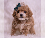 Small Photo #30 Maltipoo (Miniature) Puppy For Sale in WARSAW, IN, USA