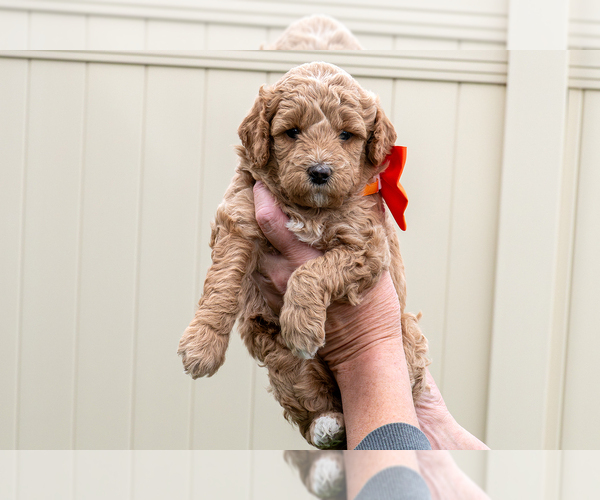 Medium Photo #2 Goldendoodle (Miniature) Puppy For Sale in ROY, UT, USA