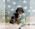 Small #2 Bernedoodle (Miniature)
