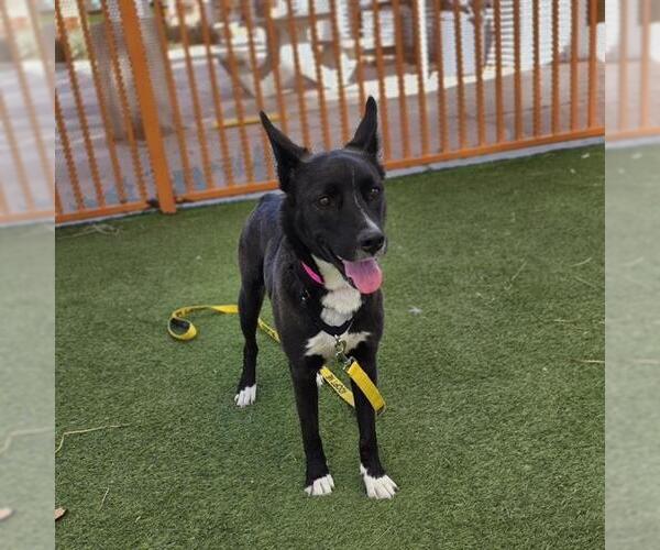 Medium Photo #1 German Shepherd Dog-Unknown Mix Puppy For Sale in Las Vegas, NV, USA