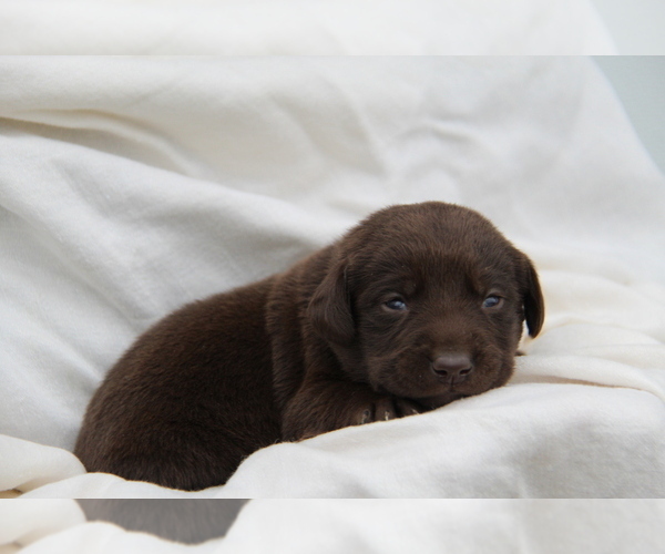 Medium Photo #3 Labrador Retriever Puppy For Sale in HYDE PARK, VT, USA