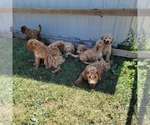 Small Photo #13 Goldendoodle (Miniature) Puppy For Sale in REED CITY, MI, USA