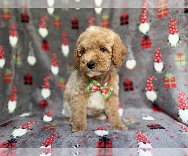 Medium Photo #2 Cock-A-Poo Puppy For Sale in LAKELAND, FL, USA