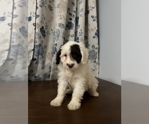 Aussiedoodle Miniature -Poodle (Toy) Mix Puppy for sale in DURHAM, CT, USA