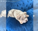 Small Photo #9 English Bulldog Puppy For Sale in ATLANTA, GA, USA