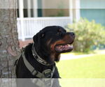 Small #3 Rottweiler