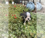 Small #7 Boston Terrier