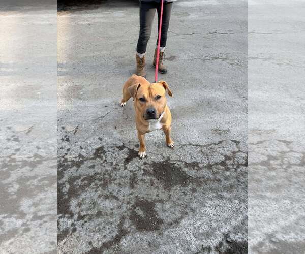 Medium Photo #2 Mutt Puppy For Sale in Westwood, NJ, USA