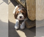 Small #1 Cavapoo (Miniature)