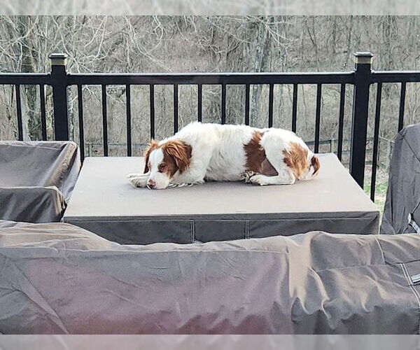 Medium Photo #3 Brittany Puppy For Sale in Curwensville, PA, USA