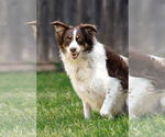 Small #1 Border-Aussie