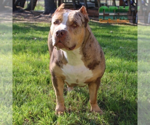 Medium Photo #1 American Bully Puppy For Sale in JOHNS ISLAND, SC, USA