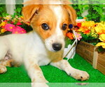 Small Photo #4 Border Collie Puppy For Sale in HAMMOND, IN, USA