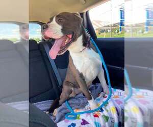 Mutt Dogs for adoption in Martinsburg, WV, USA