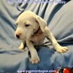 Small Photo #117 Dogo Argentino Puppy For Sale in JANE, MO, USA