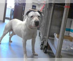 American Pit Bull Terrier Dogs for adoption in Fayetteville, NC, USA