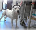 Small American Pit Bull Terrier