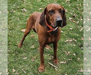 Father of the Redbone Coonhound puppies born on 06/17/2025