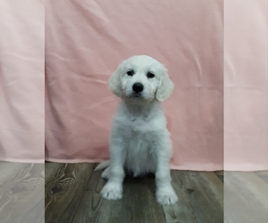 Goldendoodle Puppy for sale in BARK RIVER, MI, USA