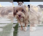 Small #2 Chihuahua Mix