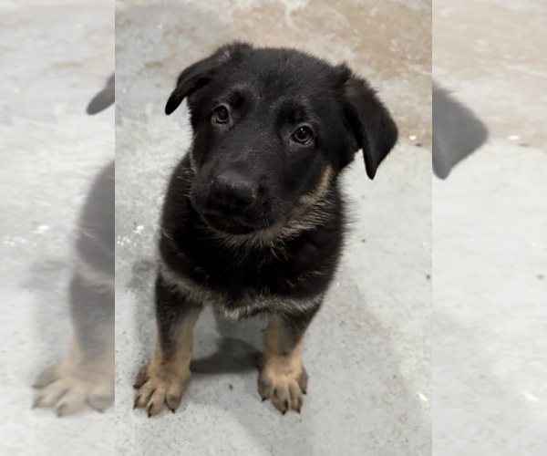 Medium Photo #4 German Shepherd Dog Puppy For Sale in BRIGHTON, CO, USA