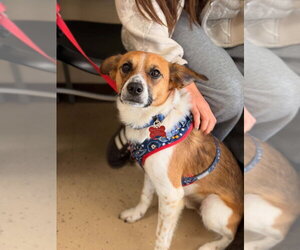 Dorito - Male Mutt Dog for Adoption - Photo #12