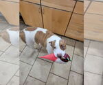 Small #1 American Pit Bull Terrier Mix