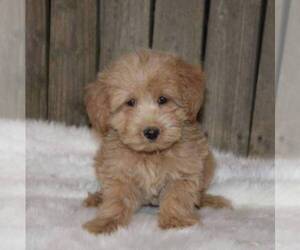 Goldendoodle-Poodle (Miniature) Mix Puppy for sale in STANLEY, WI, USA