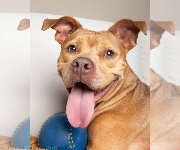 Medium Photo #3 Bullypit Puppy For Sale in Tampa, FL, USA