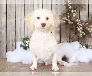 Havanese Puppy for sale in MOUNT VERNON, OH, USA