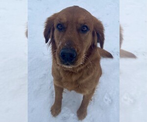Mother of the Goldendoodle puppies born on 01/17/2026