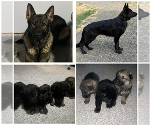 German Shepherd Dog Litter for sale in FRUITLAND, WA, USA