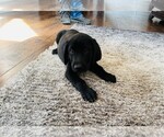 Small Photo #5 Labrador Retriever Puppy For Sale in COLORADO SPRINGS, CO, USA