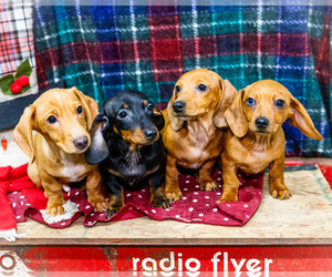 Dachshund Puppy for Sale in WAKARUSA, Indiana USA