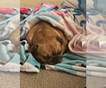 Daisy - Female French Bulldog Dog for Adoption - Small photo