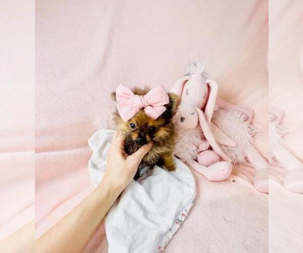 Medium Photo #14 Pomeranian Puppy For Sale in PEMBROKE PINES, FL, USA