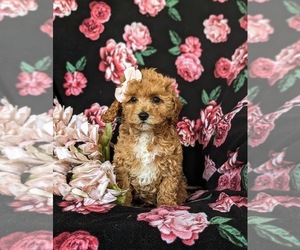 Poodle (Miniature) Puppy for sale in KIRKWOOD, PA, USA