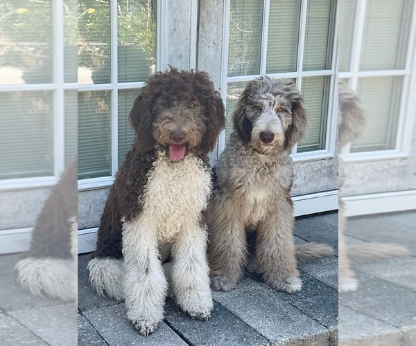 Medium Photo #1 Labradoodle-Sheepadoodle Mix Puppy For Sale in ORLANDO, FL, USA
